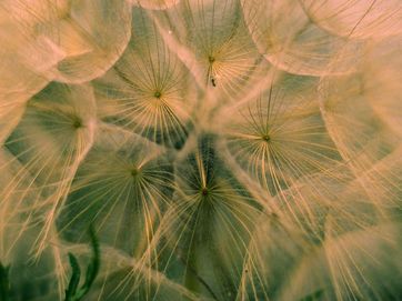 Seeds of a dandelion