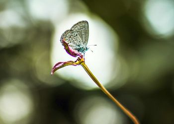 Das Bild zeigt eine Blume mit einem Schmetterling.