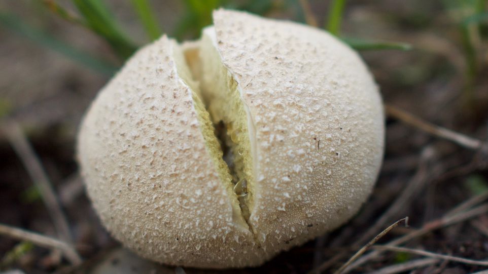 Close-up of a mushroom growing on the ground.