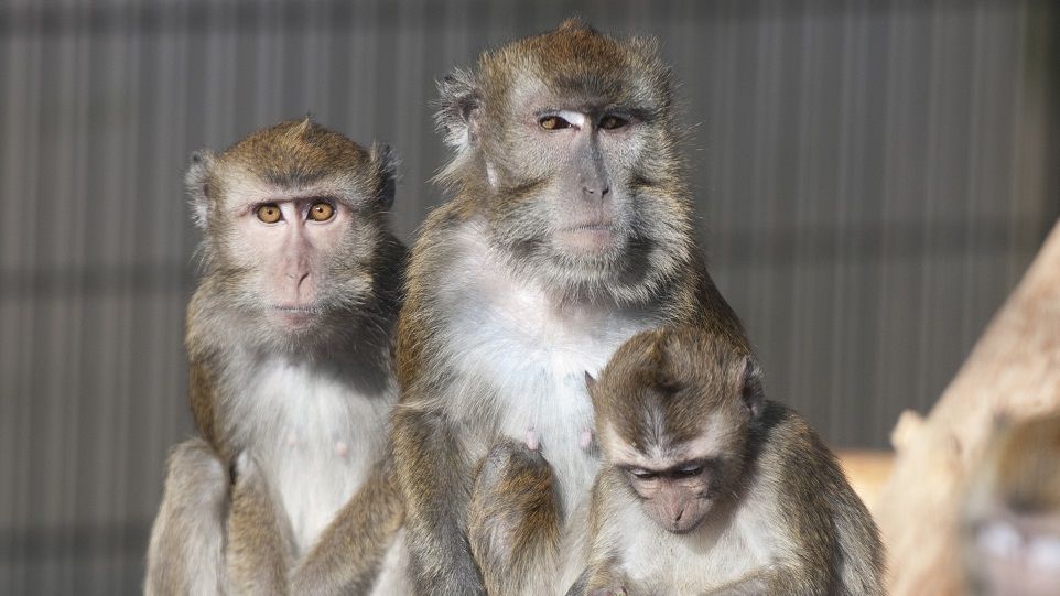 Three long-tailed macaques