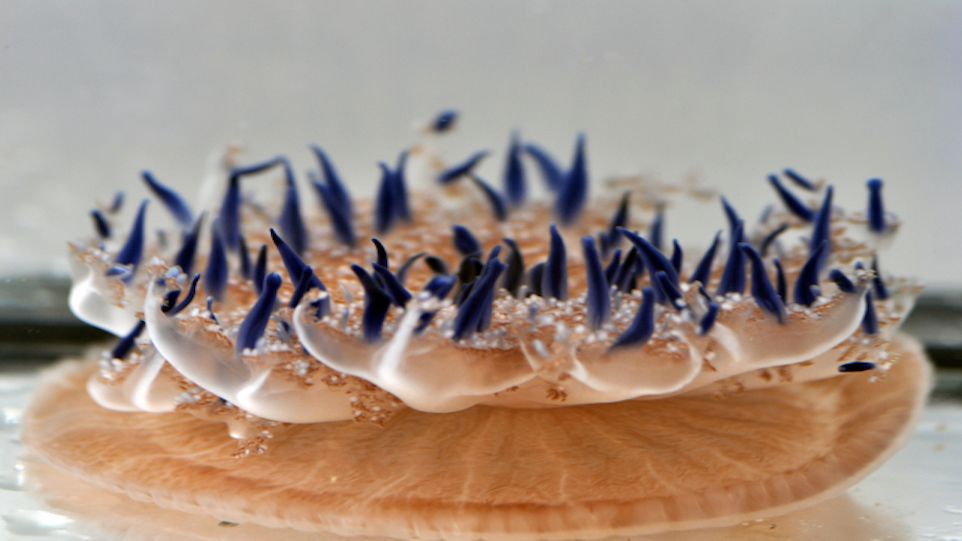 Close-up of a coral with blue tentacles