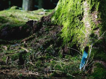 Mit Moos bewachsene Baumwurzel, im Grüns steckt eine blau-schwarze Vogelfeder