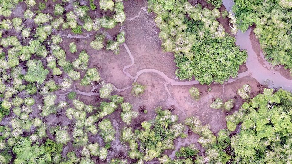 Luftbild von Mangroven