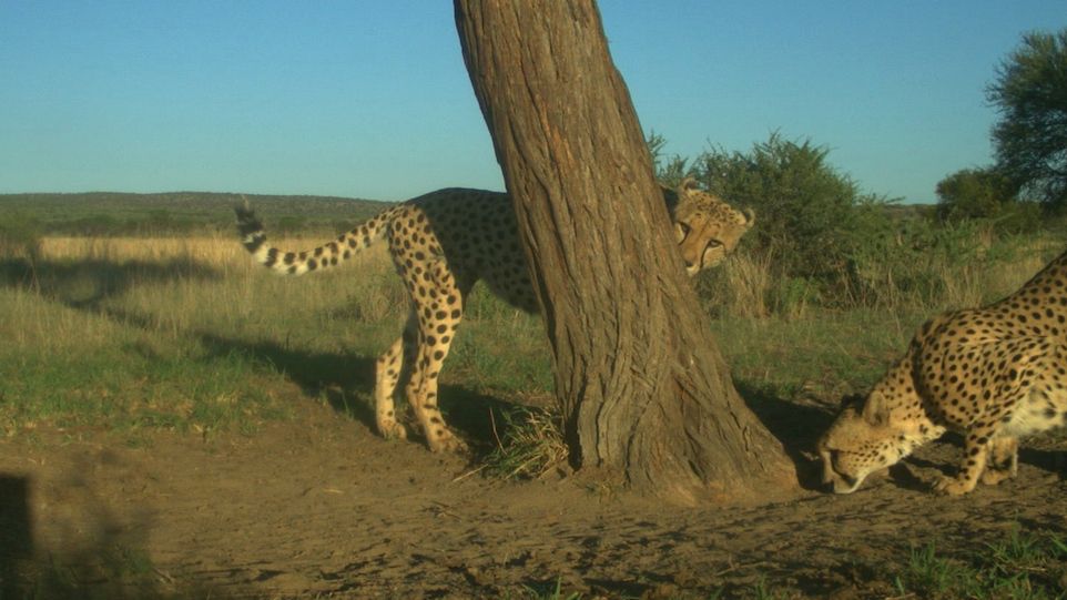Cheetahs marking a tree 