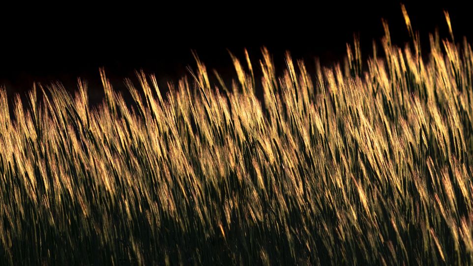 Slightly blurred image of greenish-yellow barley against a black background
