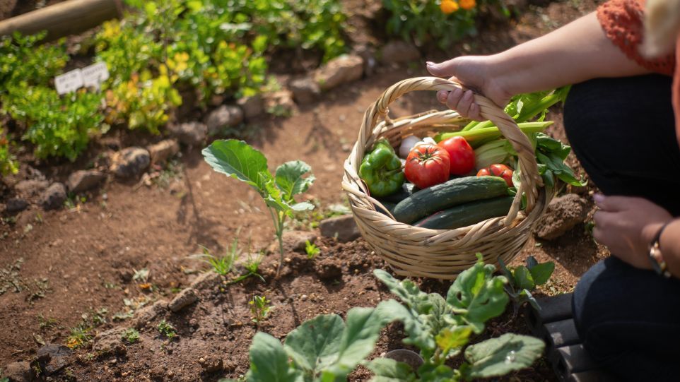 Gemüsebeet Gemüsebeet mit gefülltem Erntekorb