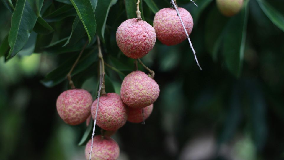 Litschi-Baum Litschis am Zwei