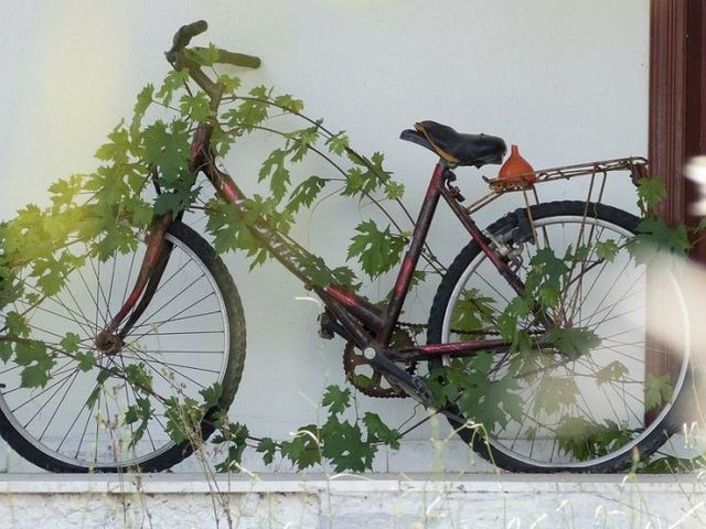 Mit Pflanzen überwachsendes Fahrrad