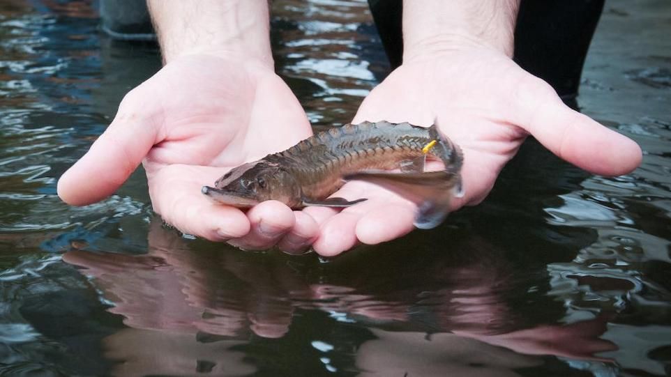 European sturgeon A European sturgeon during a stocking campaign in the Havel River