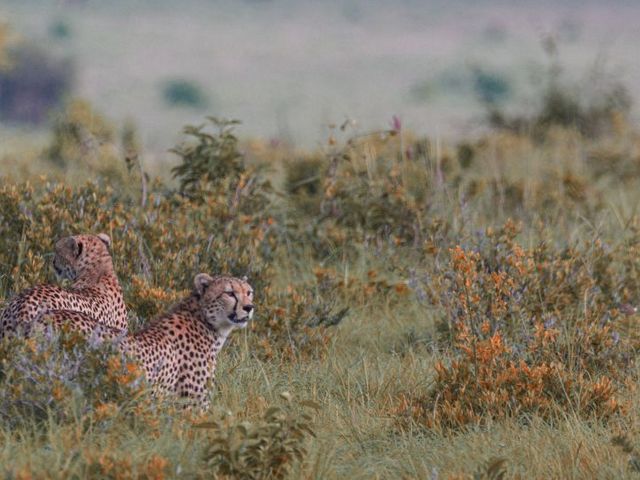 Leoparden