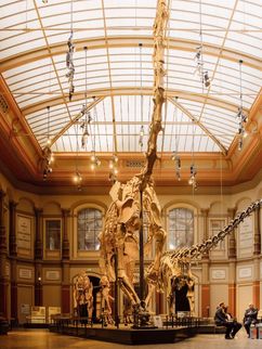 Dinosaurierskelette im Sauriersaal des Berliner Museum für Naturkunde.