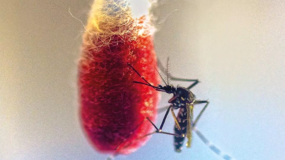 Stechmücke auf blutigem Wattestäbchen