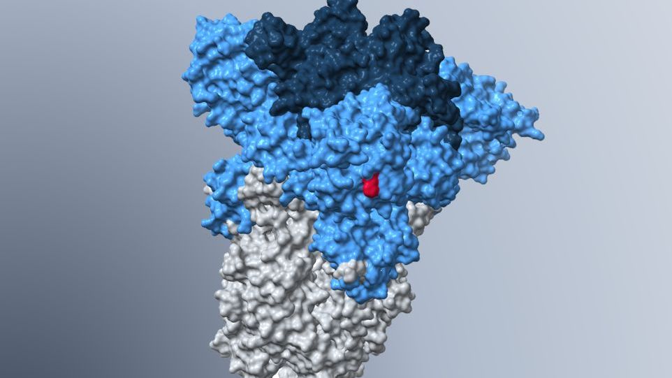 Modell des Spike-Proteins der Omikron-Subvariante BA.5.