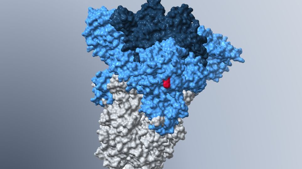 Modell des Spike-Proteins der Omikron-Subvariante BA.5. Die für den verstärkten Lungenzelleintritt mitverantwortliche H69Δ/V70Δ-Mutation ist rot hervorgehoben. Modell des Spike-Proteins der Omikron-Subvariante BA.5.