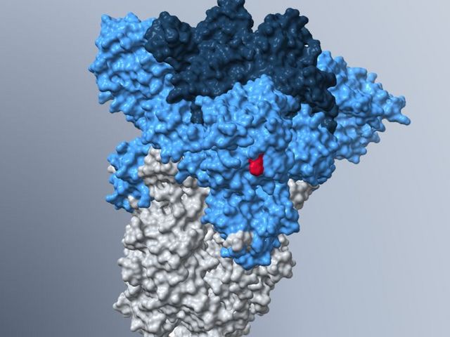 Modell des Spike-Proteins der Omikron-Subvariante BA.5.