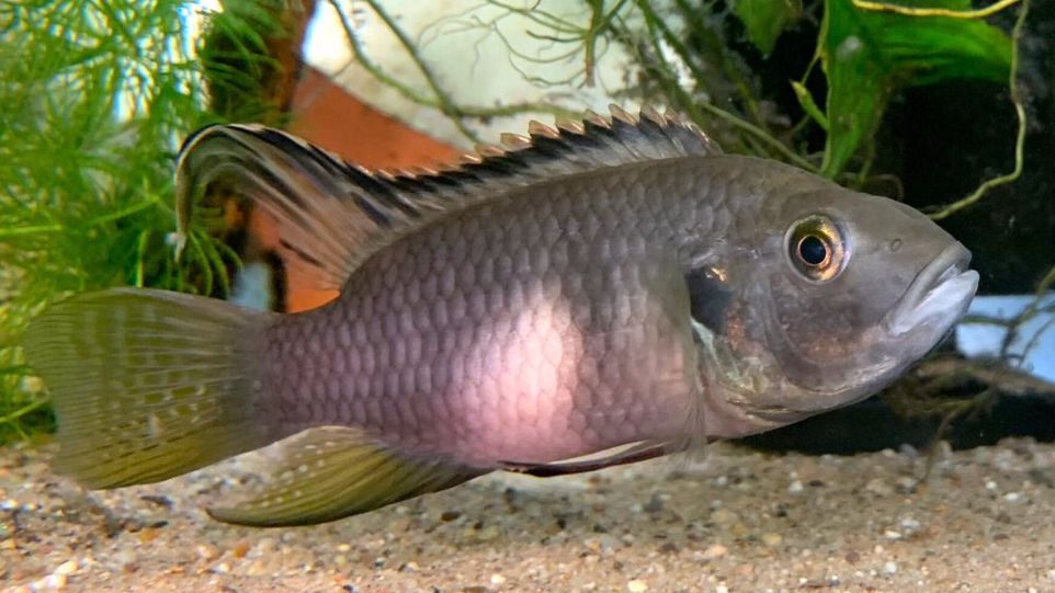 Cichlid