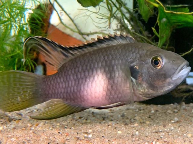 Specimen of the Benitochromis cichlid genus Cichlid