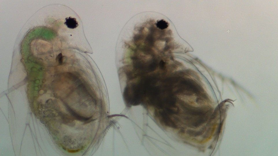Nahaufnahme von Wasserflöhen