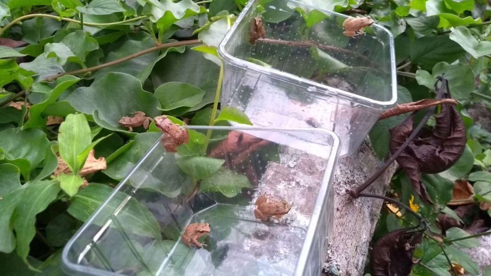 Nach dem Hautabstrich werden die Frösche wieder freigelassen. Frösche, die aus Plastikbehältern klettern.