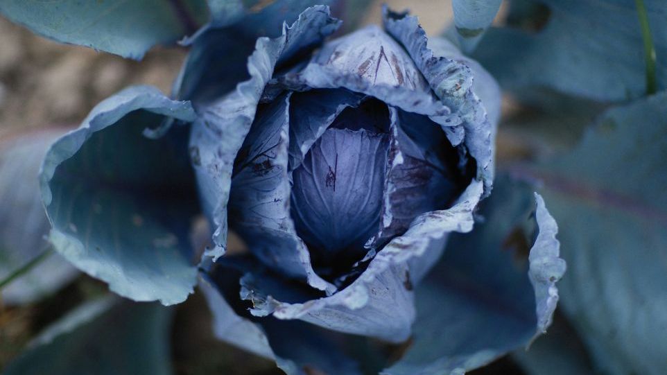 A head of red cabbage