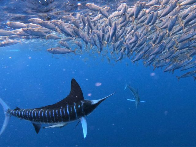Ein Gestreifter Marlin greift einen Beuteschwarm an