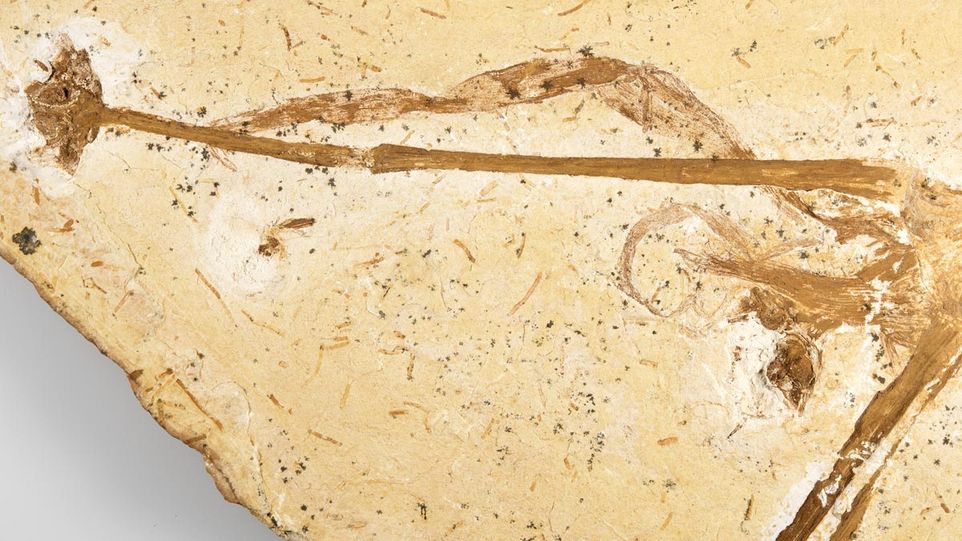 Das Bild zeigt eine 115 Millionen Jahren alte Lilie.