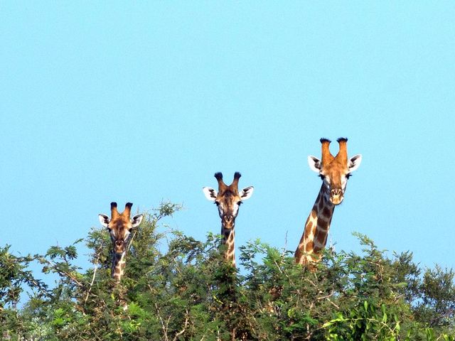 Drei Giraffen lugen über einen Baumwipfel