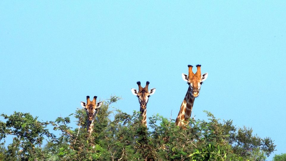 Drei Giraffen lugen über einen Baumwipfel