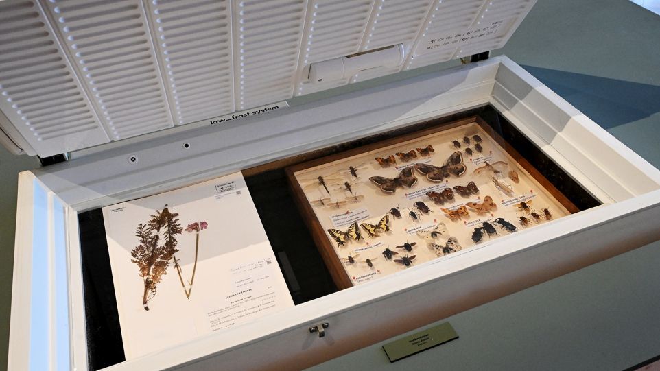 Pflanzen und Insekten in einer Tiefkühltruhe: In der Sonderausstellung werden auch Schutzmaßnahmen gegen Schädlingsbefall gezeigt. Blick in eine Tiefühltruhe, die als Museumsvitrine genutzt wird