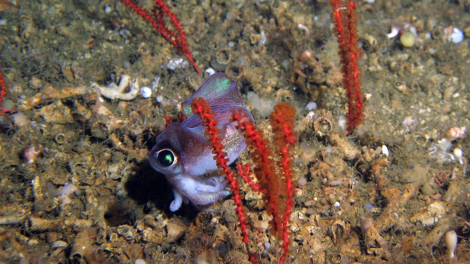 Ein Tintenfisch sucht Schutz in den Korallengärten vor der Küste Mauretaniens