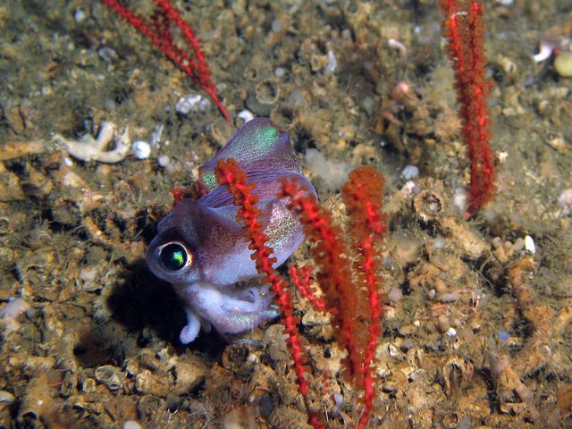 Ein Tintenfisch sucht Schutz in den Korallengärten vor der Küste Mauretaniens