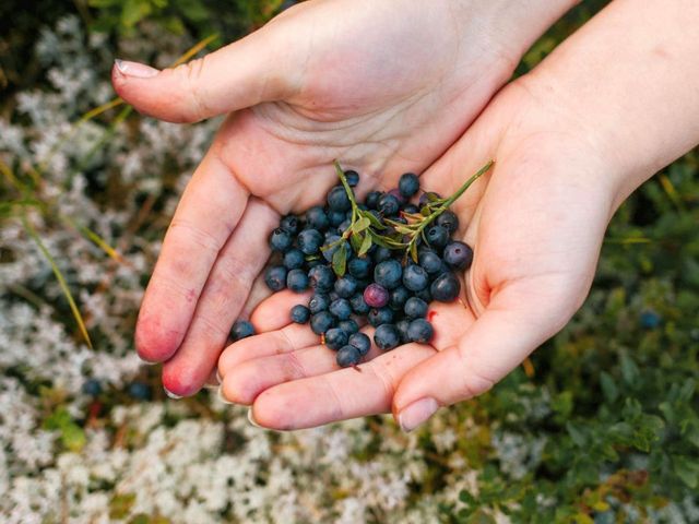 Zwei Hände voll schwarzer Johannisbeeren