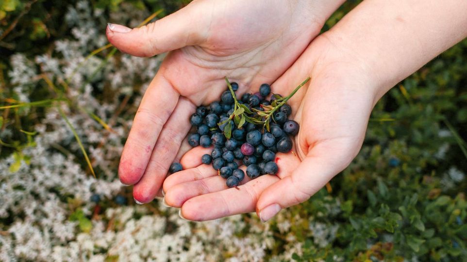Zwei Hände voll schwarzer Johannisbeeren