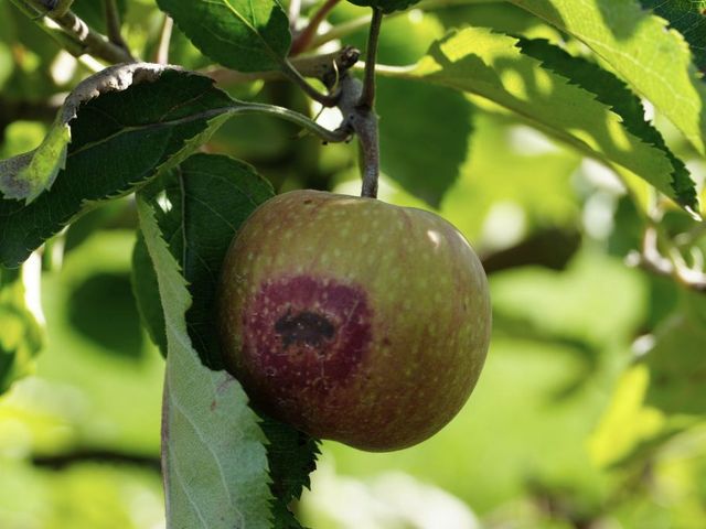 Apfel mit braunrotem Hitzeschaden