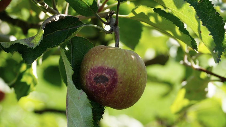 Apfel mit braunrotem Hitzeschaden