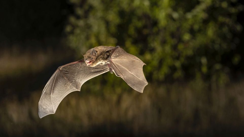 Rauhautfledermaus Fledermaus im Flug