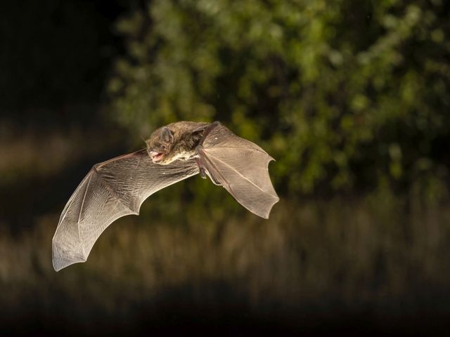 Fledermaus im Flug
