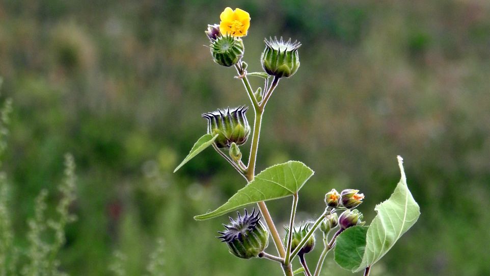 Invasive Art: Die Samtpappel Samtpappel in Blüte