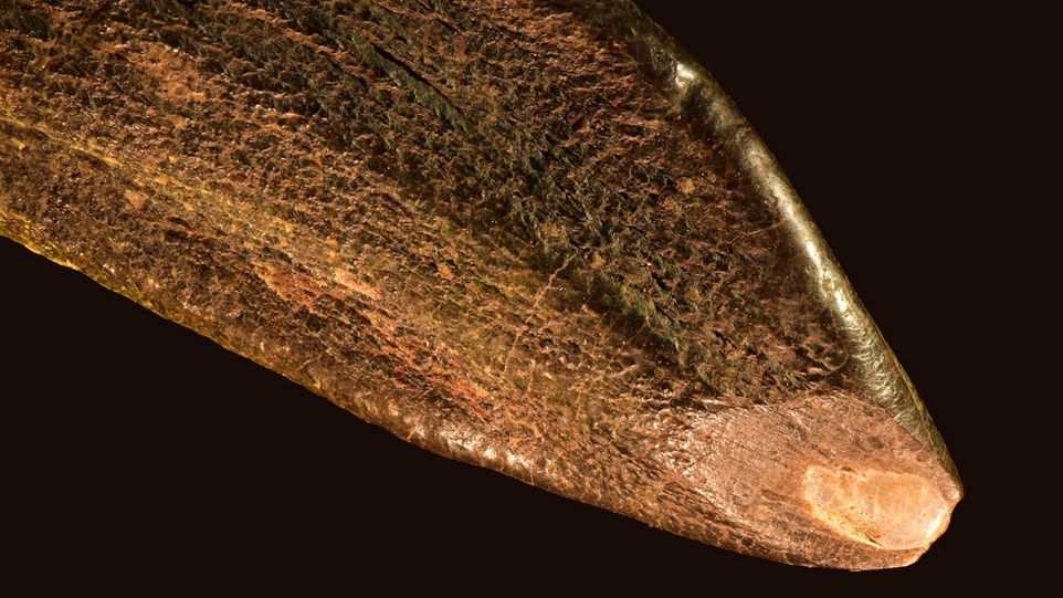 Zahn von Giraffatitan aus Tanzania.ie Abnutzungsfläche mit den Kratzern auf der Zahnspitze ist gut sichtbar. Brauner Zahn mit abgebrochener Spitze und Spuren.