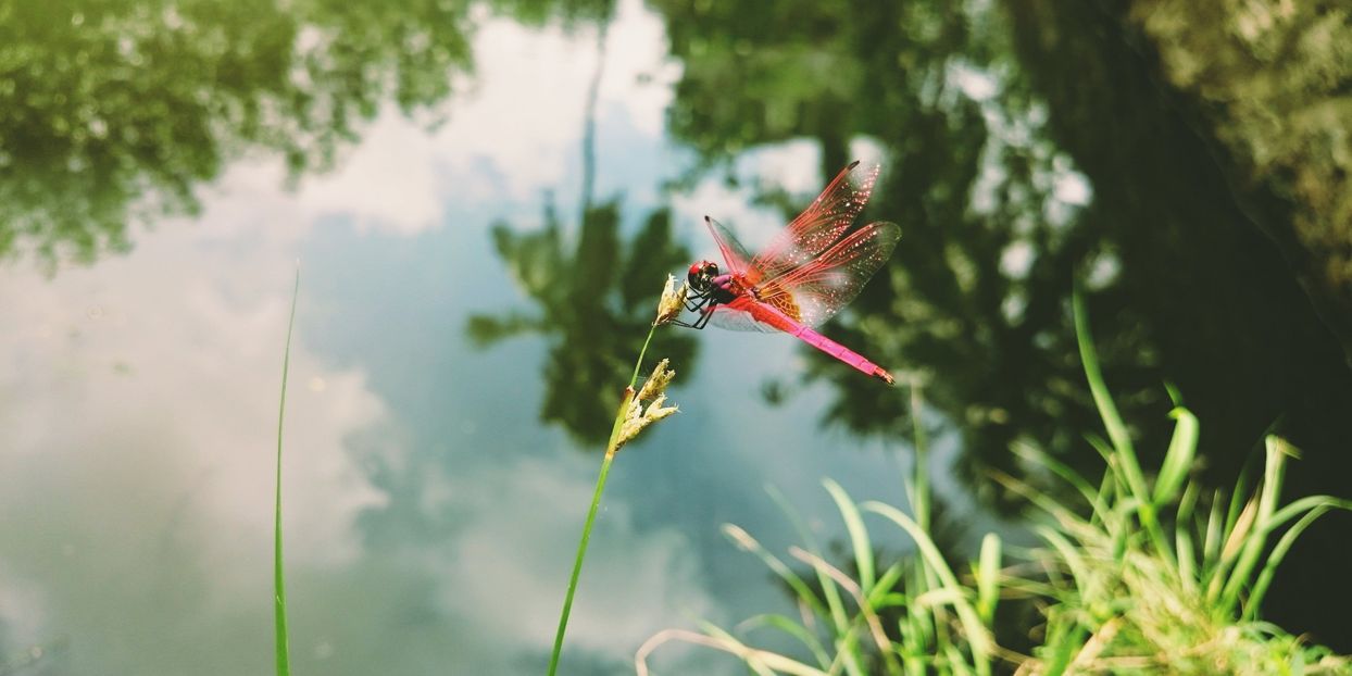 Headerbild