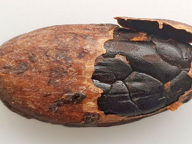 Offene Kakaobohne, bei welcher sich die Schale auf einer Seite ablöst. 
