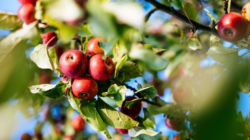 Rote Äpfel am Baum