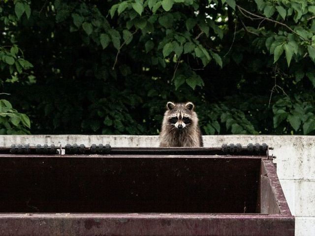 Waschbär schaut über den Rand eines Müllcontainers