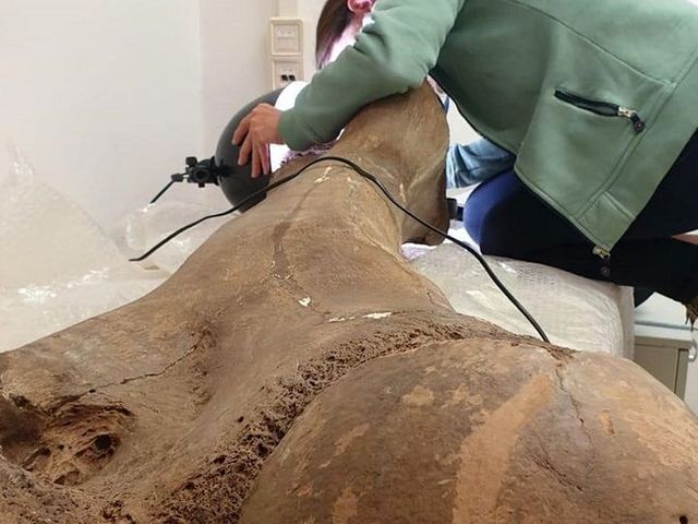 Forscherin untersucht den Oberschenkelknochen eines Waldelefanten.