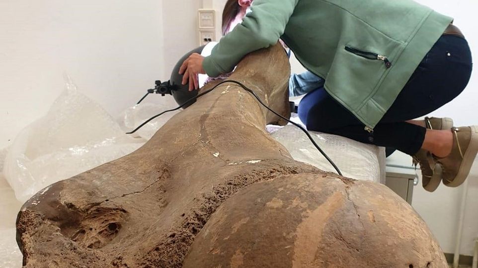 Forscherin untersucht den Oberschenkelknochen eines Waldelefanten.