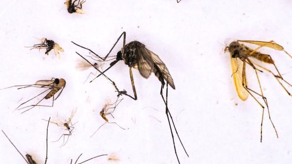 Unterschiedliche Stechmücken