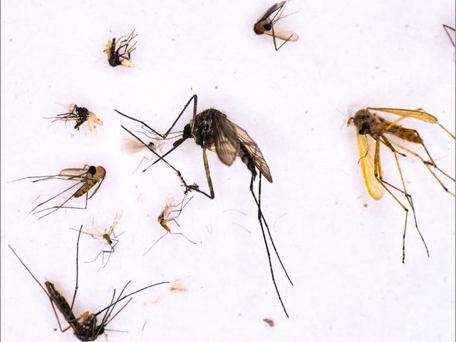 Mosquitoes collected, identified, and tested for viruses by the scientific team
