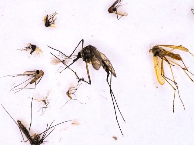 Unterschiedliche Stechmücken