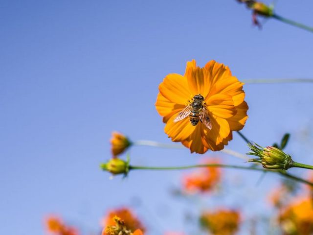 Bee on open flower