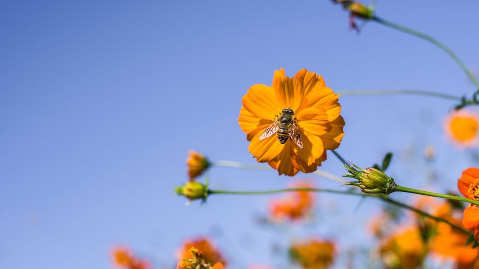 Biene auf geöffneter Blüte